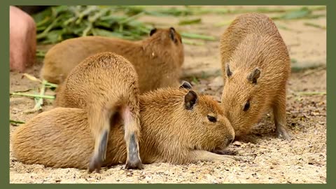 Surprising Capybara Facts You Didn't Know