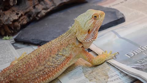 What you SHOULD know about Bearded Dragon care!