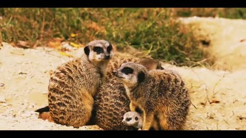 Meerkat Racoons Protecting Their Cub