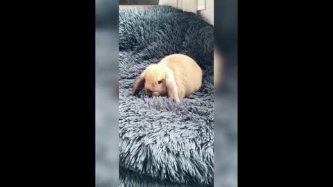Funny and Cute Bunny rabits Videos