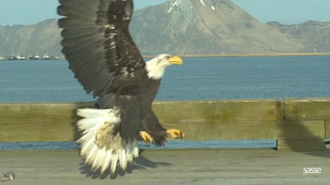 Eagle landing in a style