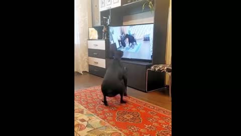 Gymnastics for the dog