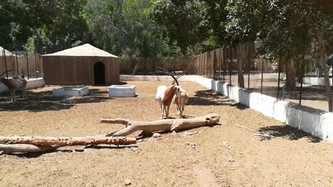 Arrival Of Couple Scimitar Horned Oryx