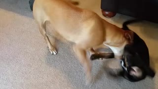 Pups playing