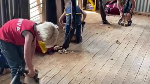 Kids Practicing Shearing