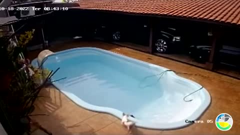 Incredible moment hero Pitbull saves Chihuahua from drowning in swimming pool