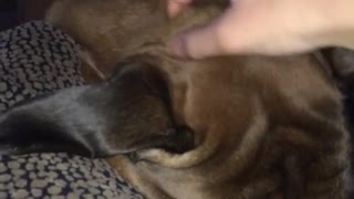 Brown dog lays on pillow next to owner and gets rubbed