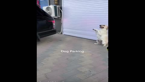 The Dog Parks a Car