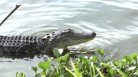 alligator fishing in a lake