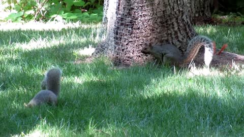 Eastern gray squirrel hits his friend's head