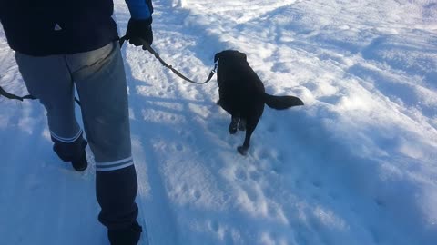 Realy cold morning walk for cute Lab