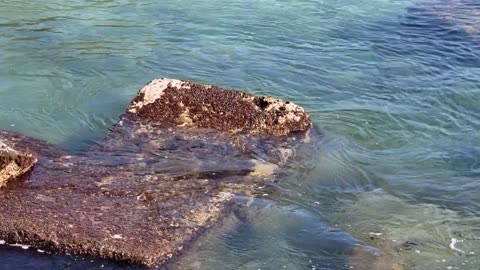 A Little Sea Turtle Trying to get on a Rock 2