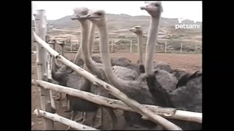 Ostriches Knock Woman Around Eating From Bowl In Her Hands