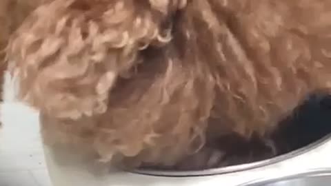 Video of brown poodle eating