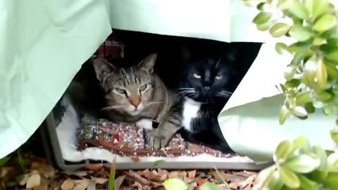 Jean's Cat Shelter Suprise