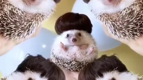 The pygmy hedgehog wearing the most beautiful and fluffy wig in the world