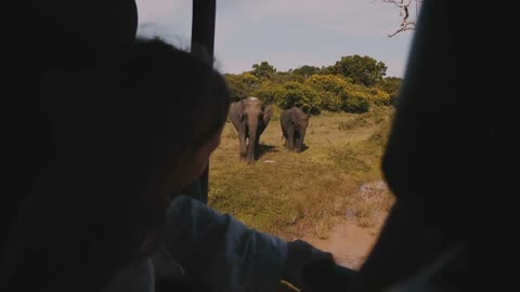 Happy little tourist girl child watching elephant family from inside safari car