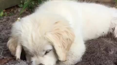 Puppy Digging to China