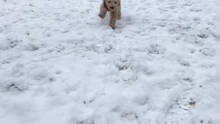 Brown puppy runs at camera on snow field