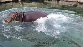 A hippopotamus