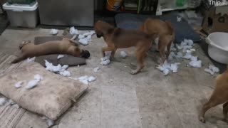 Happy Puppies Make a Mess