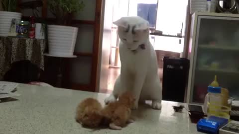 Cute little Cat fight