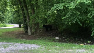 Black bear stare down