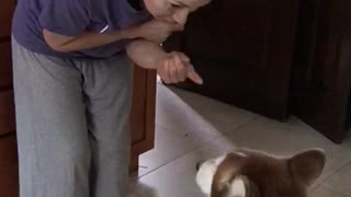 Husky refuses to be lectured after bad behavior