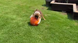 Dog Herding A Ball