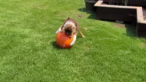 Dog Herding A Ball