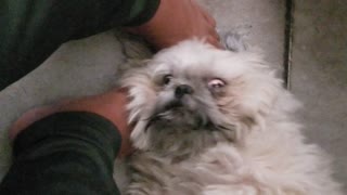 Shi tzu enjoying an ear massage