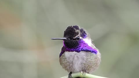 Beautiful Male Costa's Hummingbird