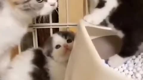 Funny Cat Video |funny animals video|try not to laugh #cute & #funny - #cat - #video - #shorts