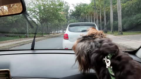 dog fighting with the windshield wiper