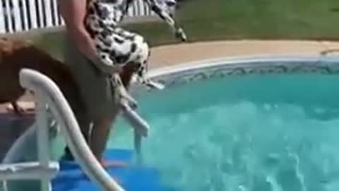 Difference in teaching a Golden Retriever and a Dalmatian how to swim!!!