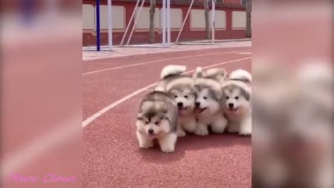 5 Cute Alaskan Malamutes Running A Race