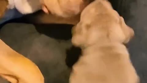 Little Bully Puppy vs Big Bully