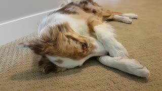 Border Collie makes it clear that something stinks