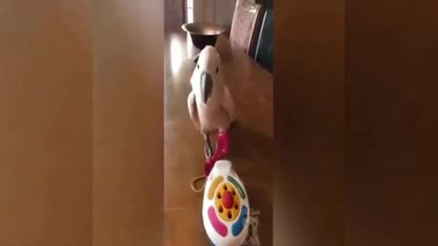 Cute parrot doing the acting