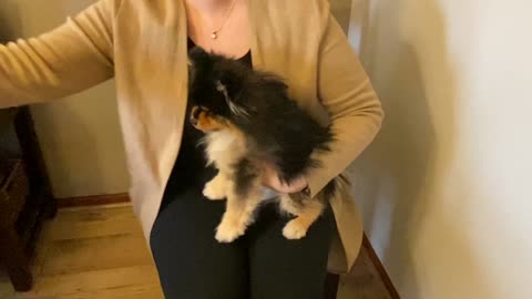 Pomeranian Trying on Outfits
