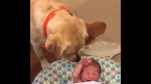 Labrador Taking care A New Born Baby