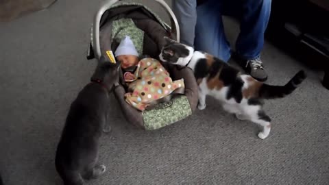 lovely cats with lovely babies