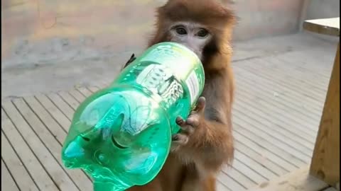 little monkey drinking sprite