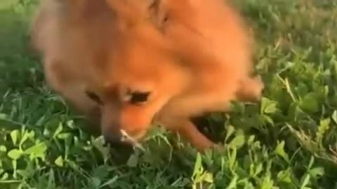 How this Cute Dog 🐕Dog lover this video for you