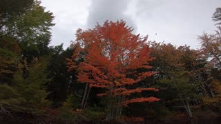 Fall Foliage