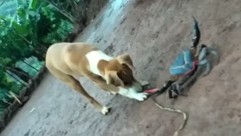 dog playing with crab on the floor