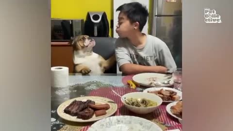 Animal's very funny 🤣 videos 2024