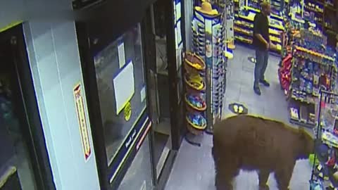 500-POUND Bear REPEATEDLY Steals Candy from Gas Station