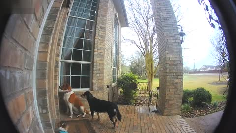 Family Dogs Learn To Use Ring Video Doorbell To Get Owner’s Attention RingTV