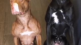 Obedient Dogs Wait for Bacon